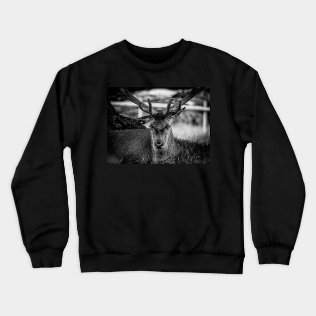 Stag Crewneck Sweatshirt by outlawalien